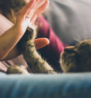 cat and hand